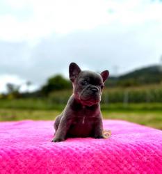 Click sobre la imagen para ampliarla