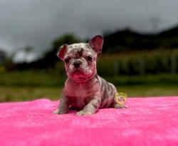 Click sobre la imagen para ampliarla