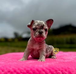 Click sobre la imagen para ampliarla