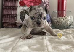 Click sobre la imagen para ampliarla