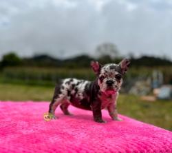 Click sobre la imagen para ampliarla