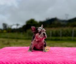 Click sobre la imagen para ampliarla