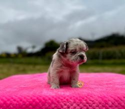 Click sobre la imagen para ampliarla