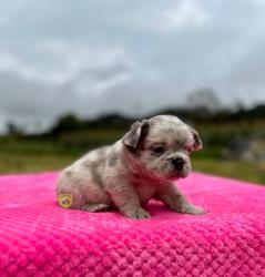 Click sobre la imagen para ampliarla