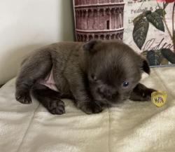 Click sobre la imagen para ampliarla