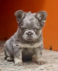 Click sobre la imagen para ampliarla