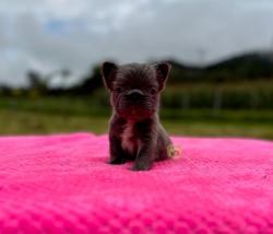 Click sobre la imagen para ampliarla