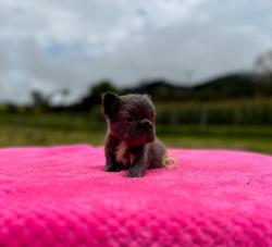 Click sobre la imagen para ampliarla