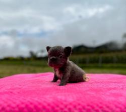 Click sobre la imagen para ampliarla