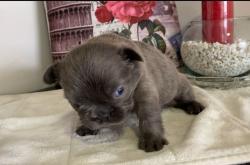 Click sobre la imagen para ampliarla