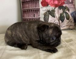 Click sobre la imagen para ampliarla