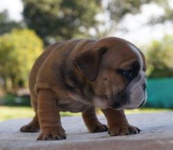 Click sobre la imagen para ampliarla