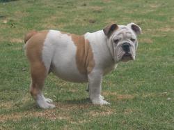 Click sobre la imagen para ampliarla