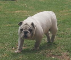 Click sobre la imagen para ampliarla