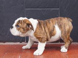 Click sobre la imagen para ampliarla