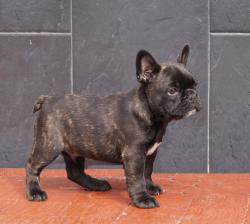 Click sobre la imagen para ampliarla