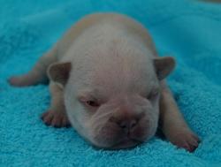 Click sobre la imagen para ampliarla