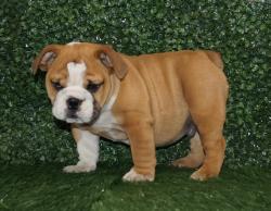 Click sobre la imagen para ampliarla