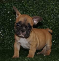 Click sobre la imagen para ampliarla