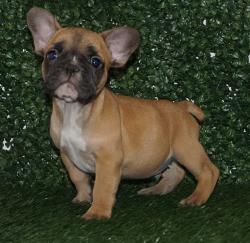 Click sobre la imagen para ampliarla