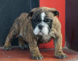 Cachorros de raza Bulldog Ingles para la venta del criadero Nutibara Bulldogs -Pet shop Special Dogs 

            


            