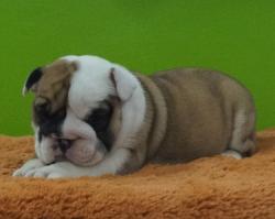 Click sobre la imagen para ampliarla