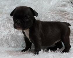 Cachorros de raza Bulldog Francés para la venta del criadero Nutibara Bulldogs -Pet shop Special Dogs 


            


            