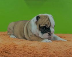 Click sobre la imagen para ampliarla