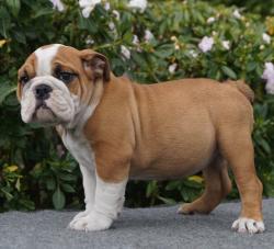 Click sobre la imagen para ampliarla