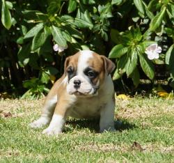Cachorros de raza Bulldog Ingles para la venta del criadero Nutibara Bulldogs -Pet shop Special Dogs 


            


            