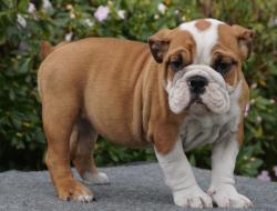 Click sobre la imagen para ampliarla