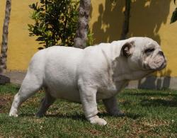 Click sobre la imagen para ampliarla