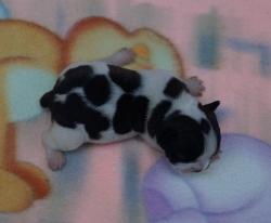 Click sobre la imagen para ampliarla