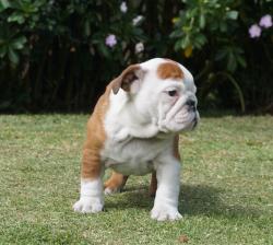 Click sobre la imagen para ampliarla