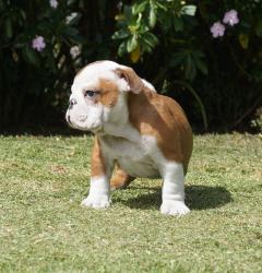 Click sobre la imagen para ampliarla