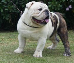 Click sobre la imagen para ampliarla