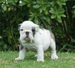 Cachorros de raza Bulldog Ingles para la venta del criadero Nutibara Bulldogs -Pet shop Special Dogs 


            


            