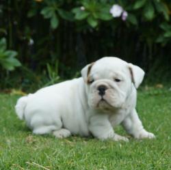 Cachorros de raza Bulldog Ingles para la venta del criadero Nutibara Bulldogs -Pet shop Special Dogs 


            


            