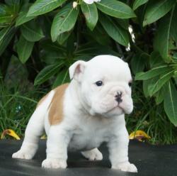             Cachorros de raza Bulldog Ingles para la venta del criadero Nutibara Bulldogs -Pet shop Special Dogs 


            


            


            