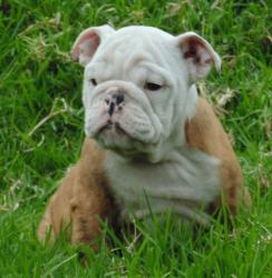 Cachorros de raza Bulldog Ingles para la venta del criadero Nutibara Bulldogs -Pet shop Special Dogs 


            


            