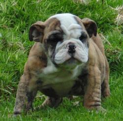 Cachorros de raza Bulldog Ingles para la venta del criadero Nutibara Bulldogs -Pet shop Special Dogs

            


            
