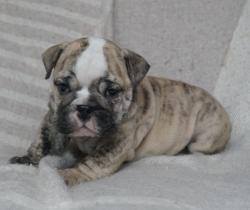 Click sobre la imagen para ampliarla