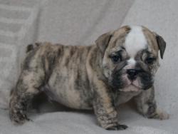 Click sobre la imagen para ampliarla