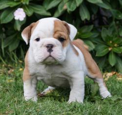             
Cachorros de raza Bulldog Ingles para la venta del criadero Nutibara Bulldogs -Pet shop Special Dogs linda camadas en el 2018 de colores exóticos


            


            

