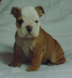 Cachorros de raza Bulldog Ingles para la venta del criadero Nutibara Bulldogs -Pet shop Special Dogs


            


            