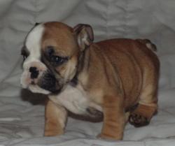 Cachorros de raza Bulldog Ingles para la venta del criadero Nutibara Bulldogs -Pet shop Special Dogs 


            


            