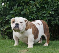 Click sobre la imagen para ampliarla