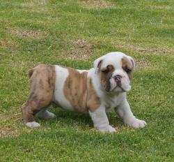 Click sobre la imagen para ampliarla