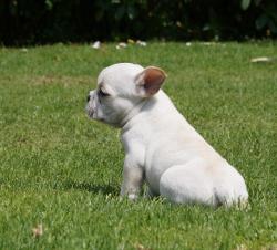 Click sobre la imagen para ampliarla