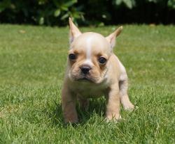 Cachorro de Bulldog Frances para la venta 
            


            
